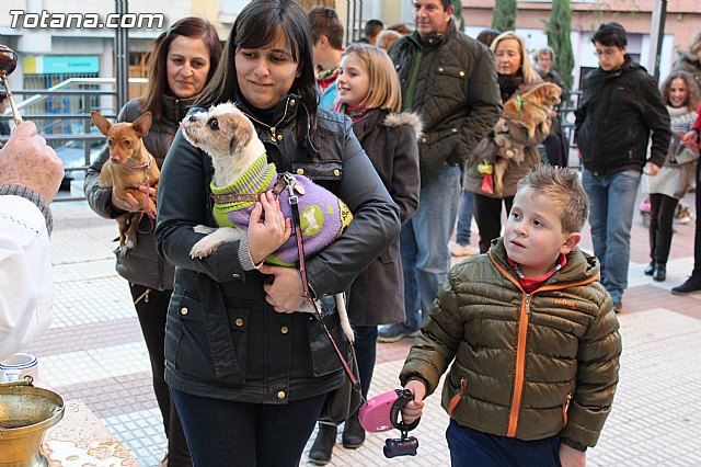 Bendicin animales San Antn 2015 - 167