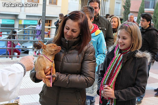 Bendicin animales San Antn 2015 - 168