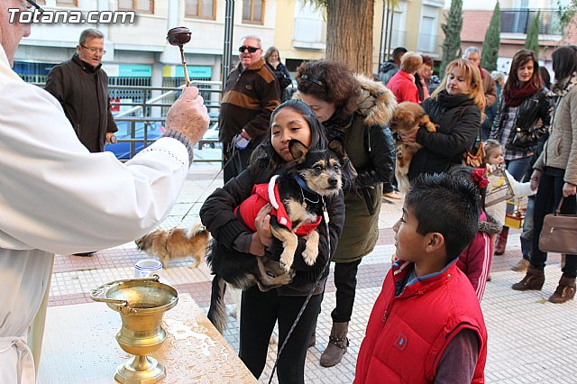 Bendicin animales San Antn 2015 - 172