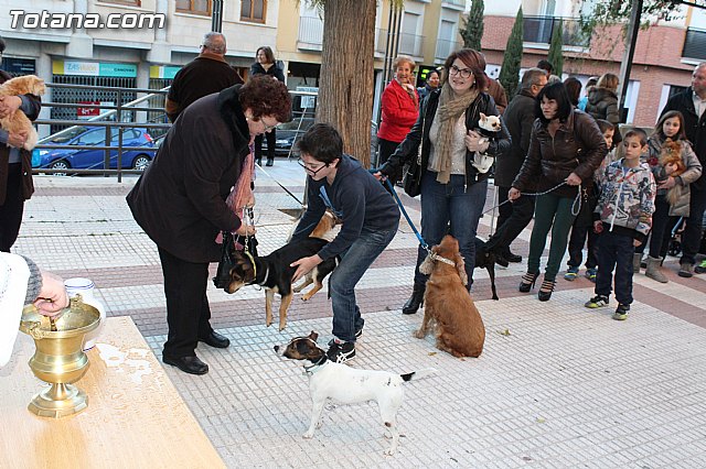 Bendicin animales San Antn 2015 - 180