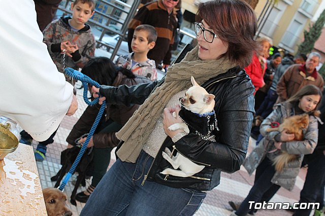 Bendicin animales San Antn 2015 - 182