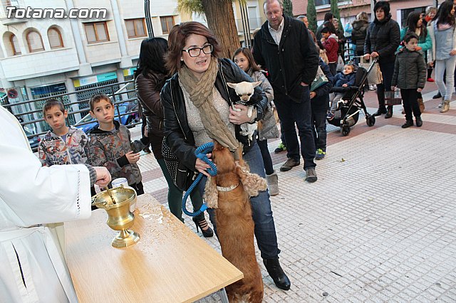 Bendicin animales San Antn 2015 - 184