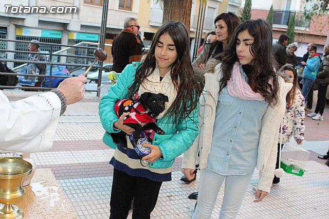 Bendicin animales San Antn 2015 - 190