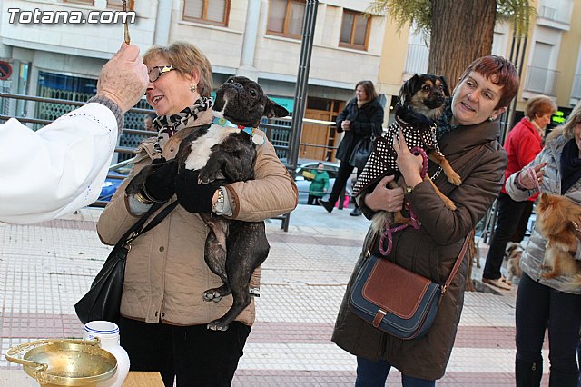 Bendicin animales San Antn 2015 - 193