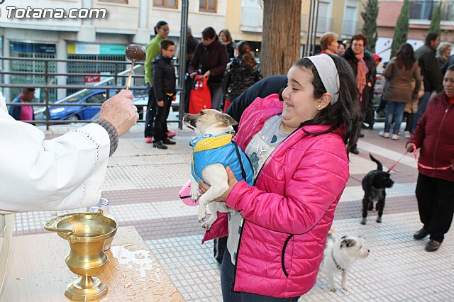 Bendicin animales San Antn 2015 - 199