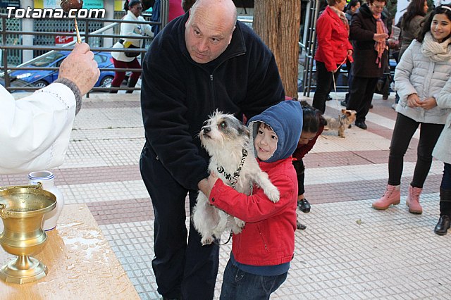 Bendicin animales San Antn 2015 - 200