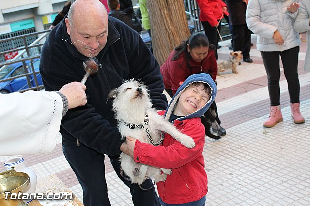 Bendicin animales San Antn 2015 - 201