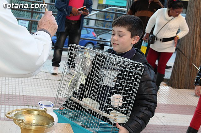 Bendicin animales San Antn 2015 - 206