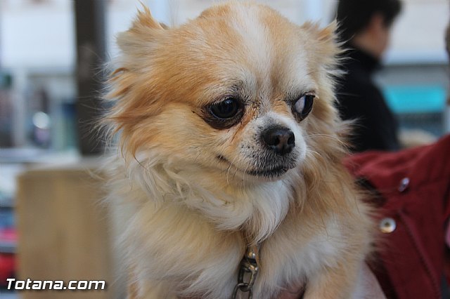 San Antn Totana 2016 - 6