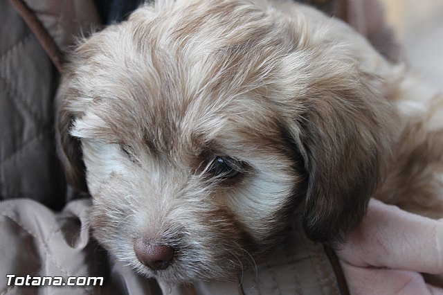 San Antn Totana 2016 - 10