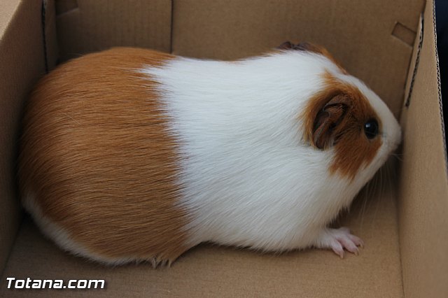 San Antn Totana 2016 - 18