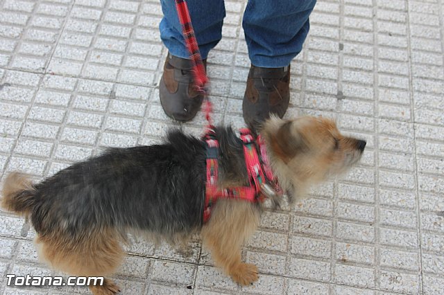 San Antn Totana 2016 - 29