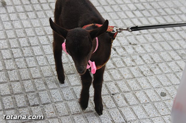 San Antn Totana 2016 - 38