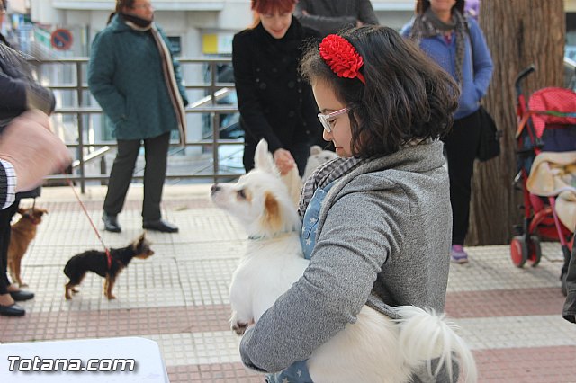 San Antn Totana 2016 - 40