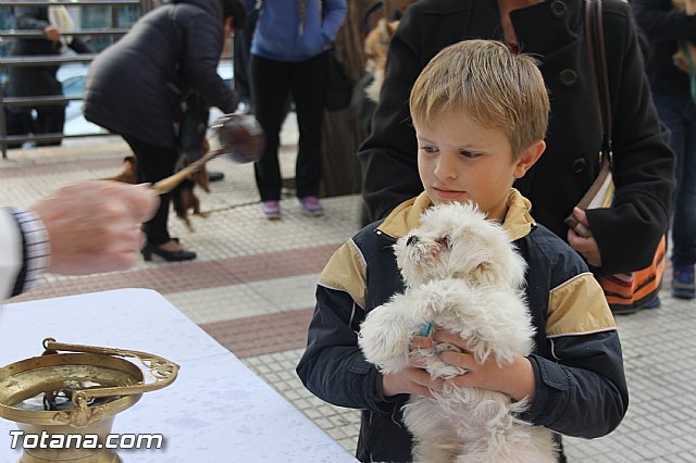 San Antn Totana 2016 - 45