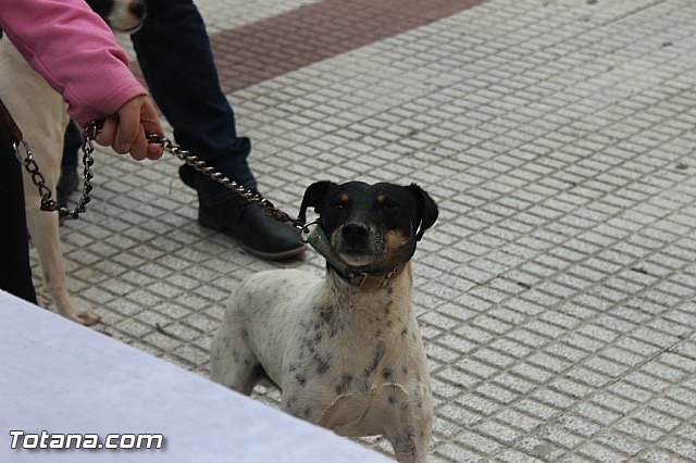 San Antn Totana 2016 - 136