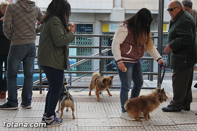 San Antn Totana 2016 - 149