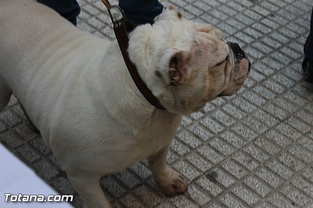 San Antn Totana 2016 - 160