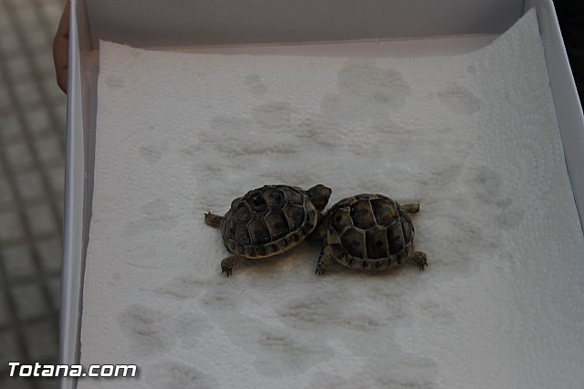 San Antn Totana 2016 - 179