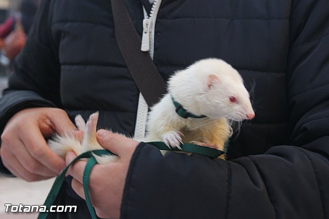 San Antn Totana 2016 - 183