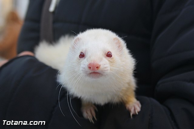 San Antn Totana 2016 - 184