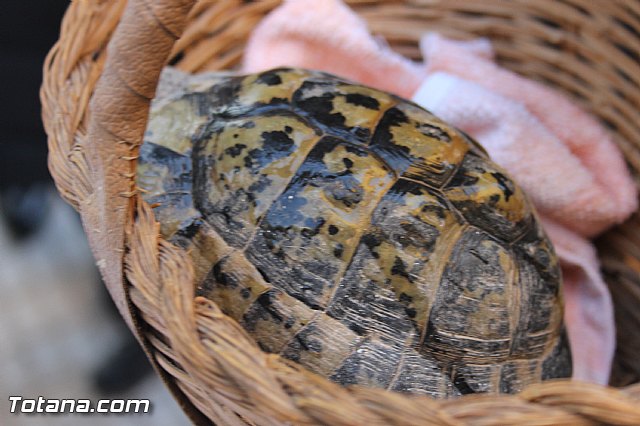 San Antn Totana 2016 - 191