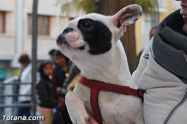 San Antn Totana 2016 - 197