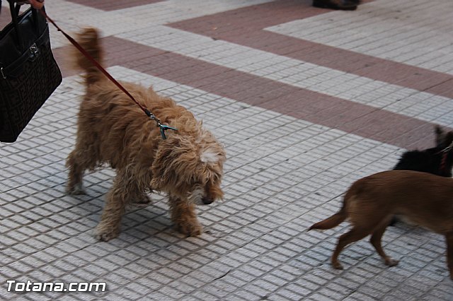 San Antn Totana 2016 - 198