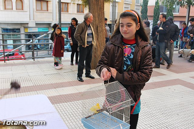 San Antn Totana 2016 - 201