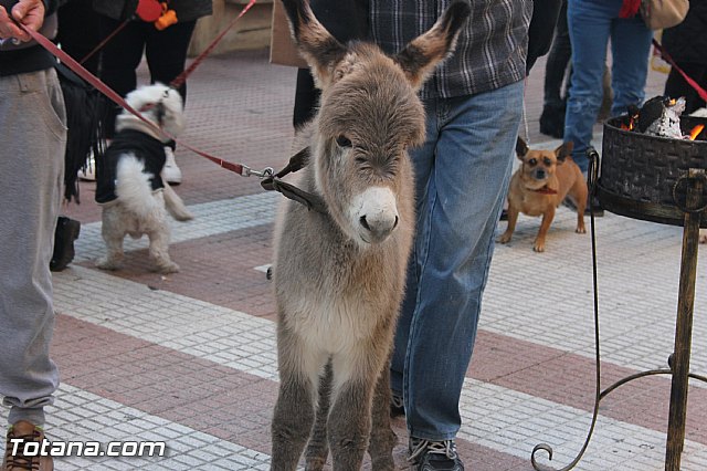 San Antn Totana 2016 - 207