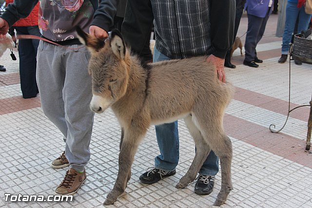 San Antn Totana 2016 - 208