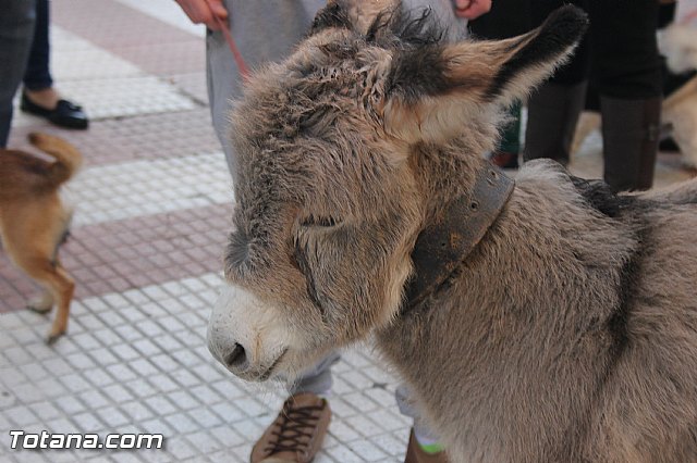 San Antn Totana 2016 - 212