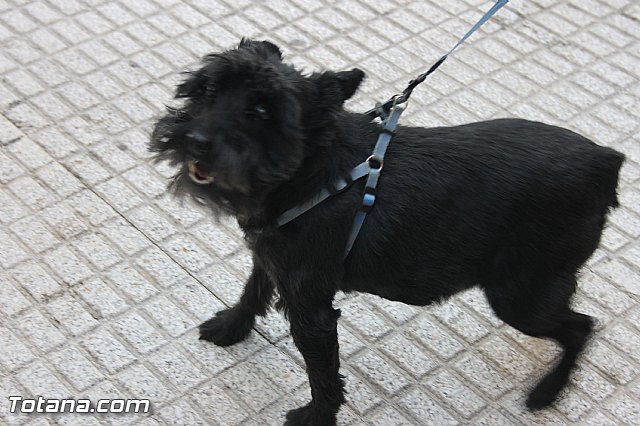 San Antn Totana 2016 - 231