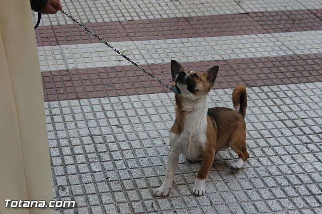 San Antn Totana 2016 - 238