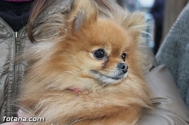 San Antn Totana 2016 - 260