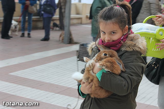 San Antn Totana 2016 - 270