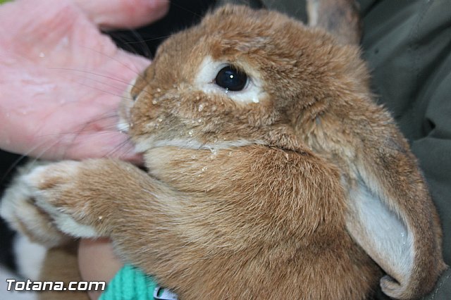 San Antn Totana 2016 - 274