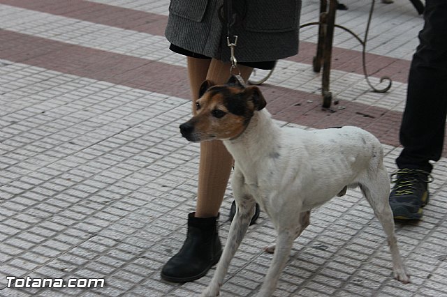 San Antn Totana 2016 - 284