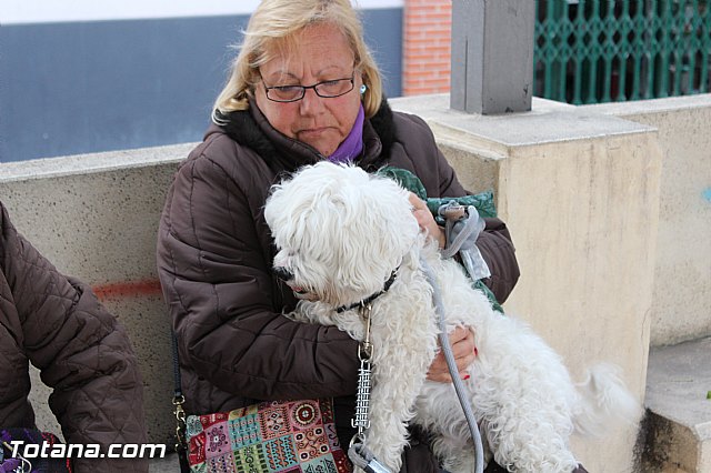 Bendicin animales San Antn 2017 - 13