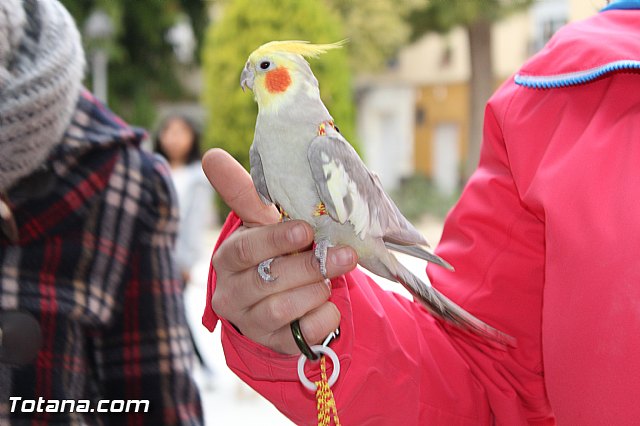 Bendicin animales San Antn 2017 - 27