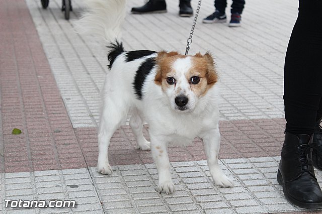 Bendicin animales San Antn 2017 - 33