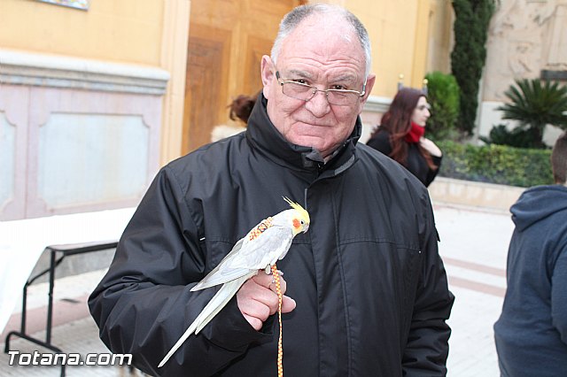 Bendicin animales San Antn 2017 - 36