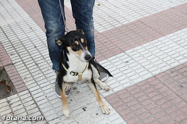 Bendicin animales San Antn 2017 - 42