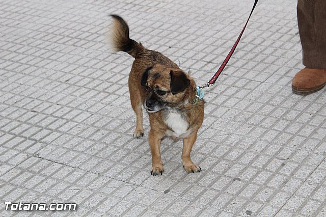 Bendicin animales San Antn 2017 - 43