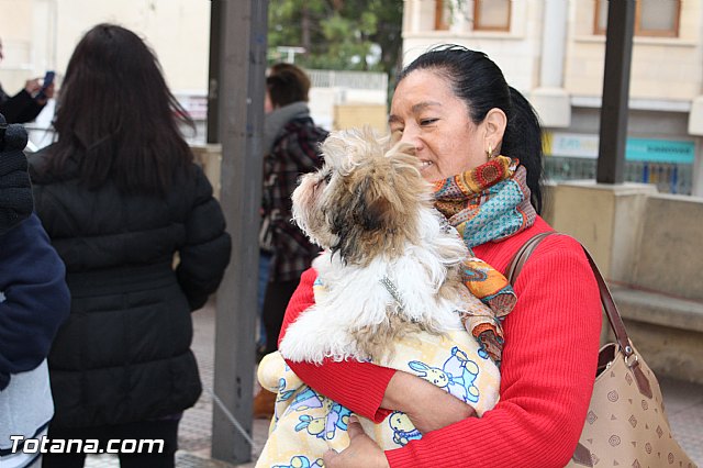 Bendicin animales San Antn 2017 - 50