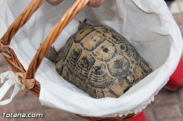 Bendicin animales San Antn 2017 - 55