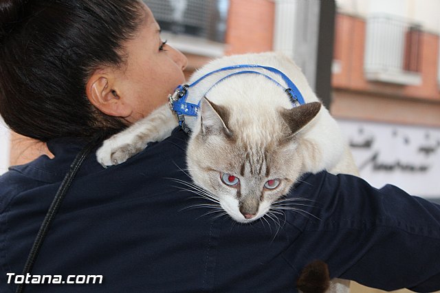 Bendicin animales San Antn 2017 - 56