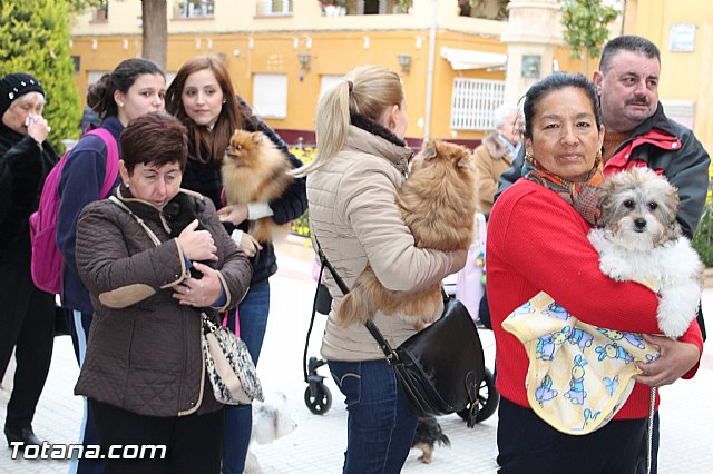 Bendicin animales San Antn 2017 - 57
