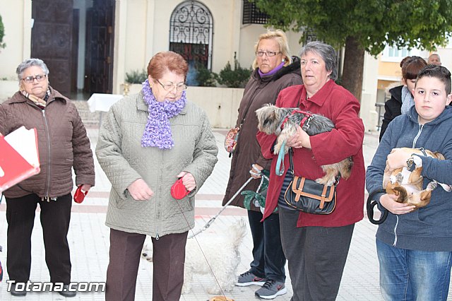 Bendicin animales San Antn 2017 - 63