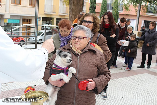 Bendicin animales San Antn 2017 - 68